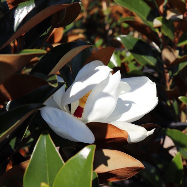 Magnolia grandiflora 'Sweet Carolina' pbr Warners Nurseries