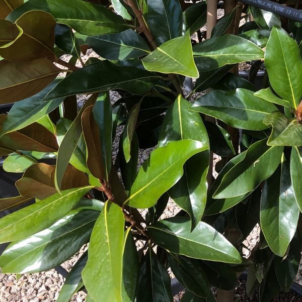 Magnolia grandiflora 'Sweet Carolina' pbr Warners Nurseries