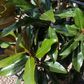 Magnolia grandiflora 'Sweet Carolina' pbr