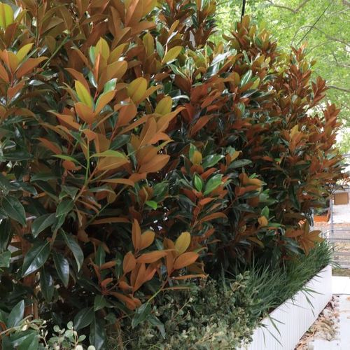 Magnolia grandiflora 'Sweet Carolina' pbr