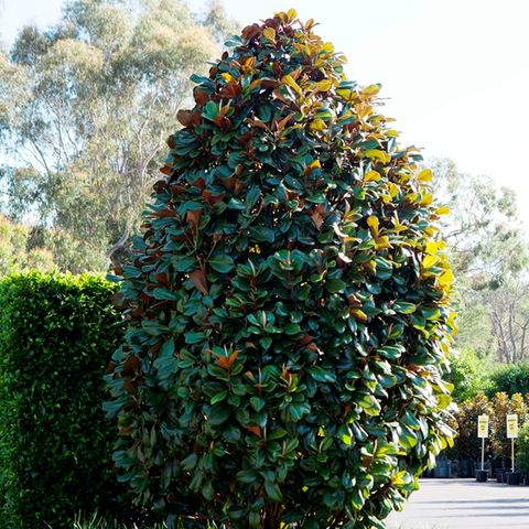 Magnolia grandiflora 'Teddy Bear'™ pbr - Warners Nurseries