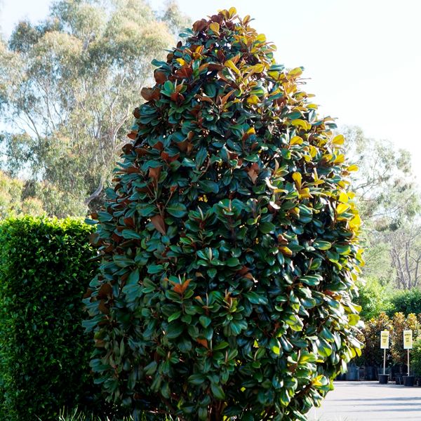 Magnolia grandiflora 'Teddy Bear'™ pbr