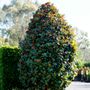 Magnolia grandiflora 'Teddy Bear'™ pbr