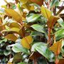 Magnolia grandiflora 'Teddy Bear'™ pbr