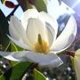 Magnolia hybrid var. 'White Fairy' pbr