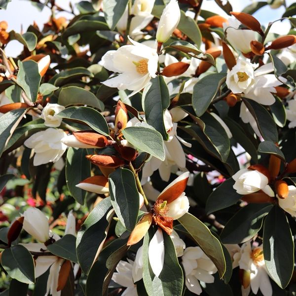 Magnolia hybrid var. 'White Fairy' pbr
