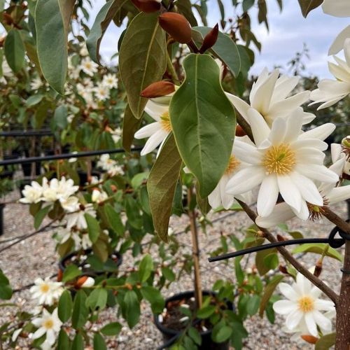 Magnolia hybrid var. 'White Fairy' pbr