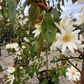 Magnolia hybrid var. 'White Fairy' pbr