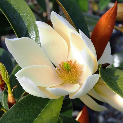 Magnolia hybrid var. 'Cream Fairy' pbr