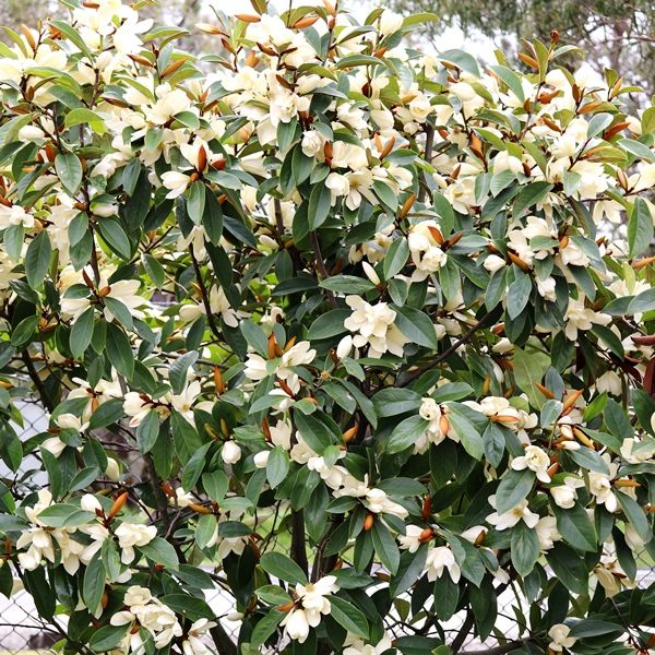 Magnolia hybrid var. 'Cream Fairy' pbr