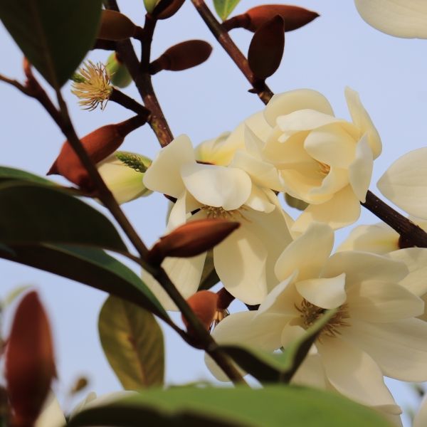 Magnolia hybrid var. 'Cream Fairy' pbr