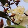 Magnolia hybrid var. 'Cream Fairy' pbr