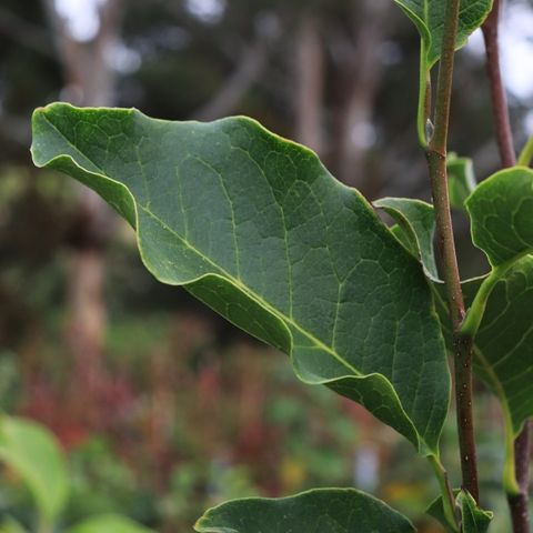 Magnolia soulangeana