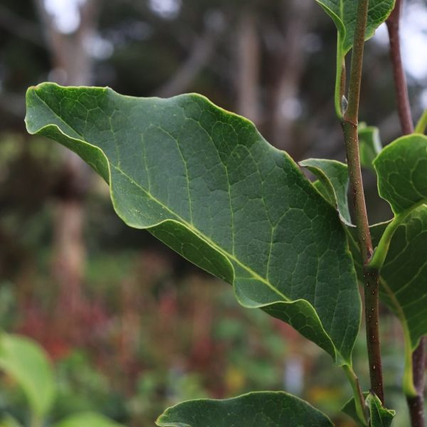 Magnolia soulangeana