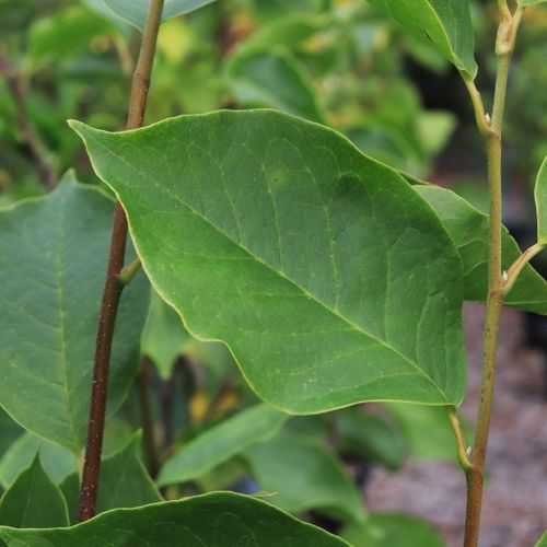 Magnolia soulangeana
