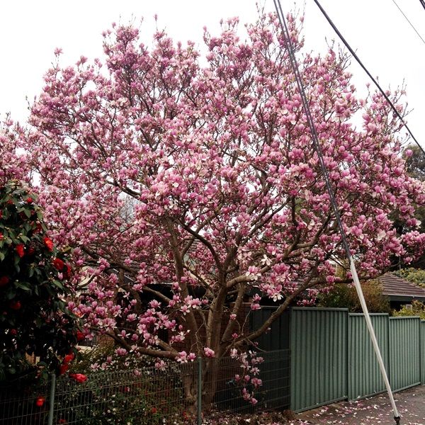 Magnolia soulangeana 'Burgundy Glow'