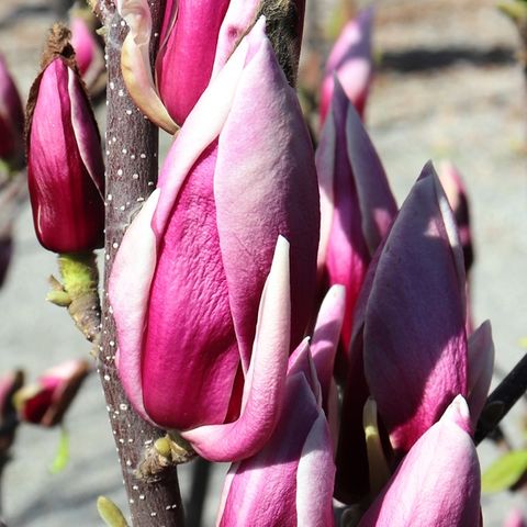 Magnolia soulangeana 'Burgundy Glow'