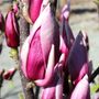 Magnolia soulangeana 'Burgundy Glow'