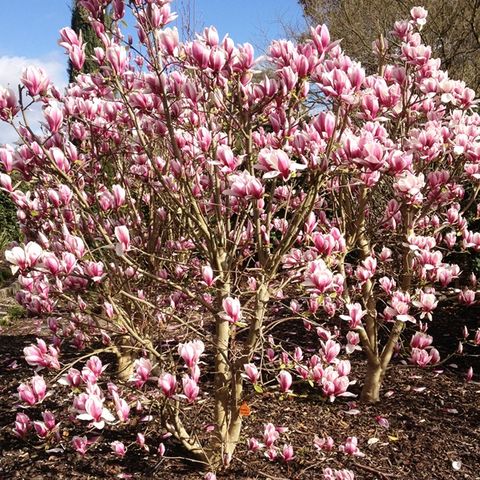 Magnolia soulangeana 'Burgundy Glow'