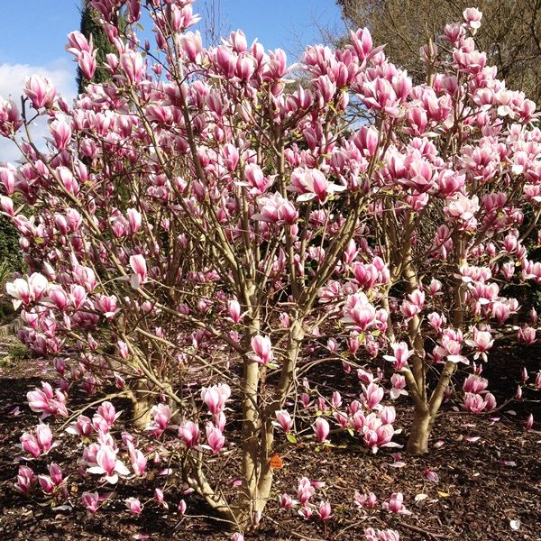 Magnolia soulangeana 'Burgundy Glow'