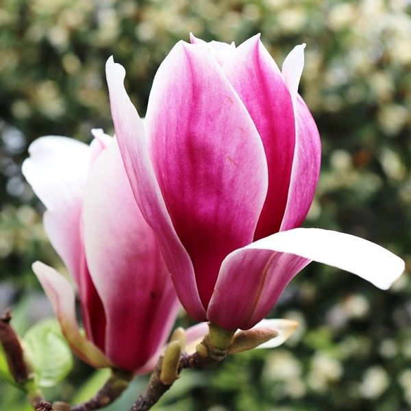 Magnolia soulangeana 'Burgundy Glow'