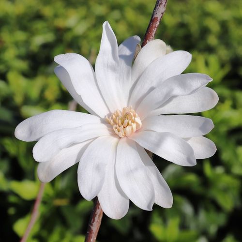 Magnolia stellata