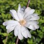 Magnolia stellata