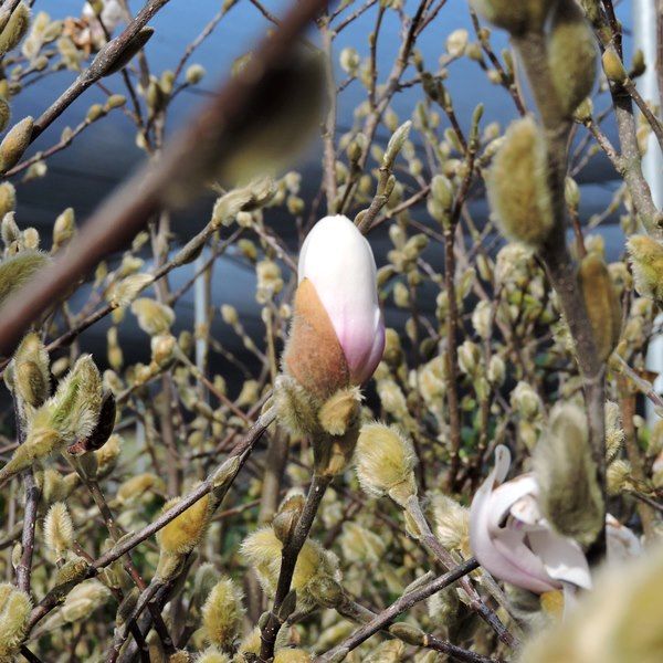 Magnolia stellata