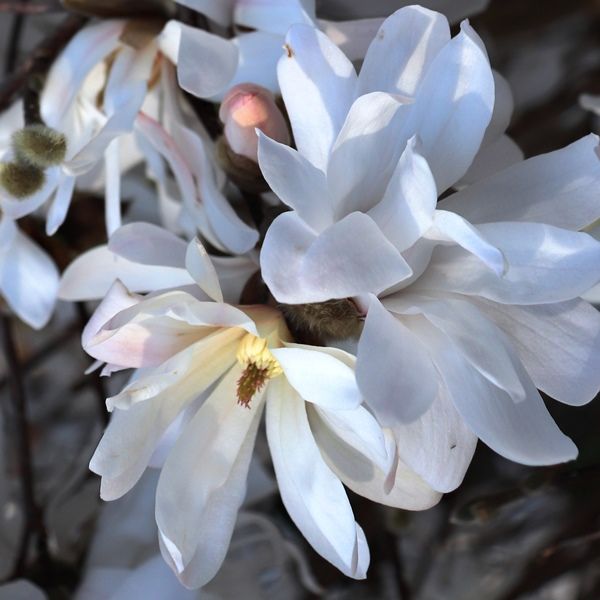 Magnolia stellata