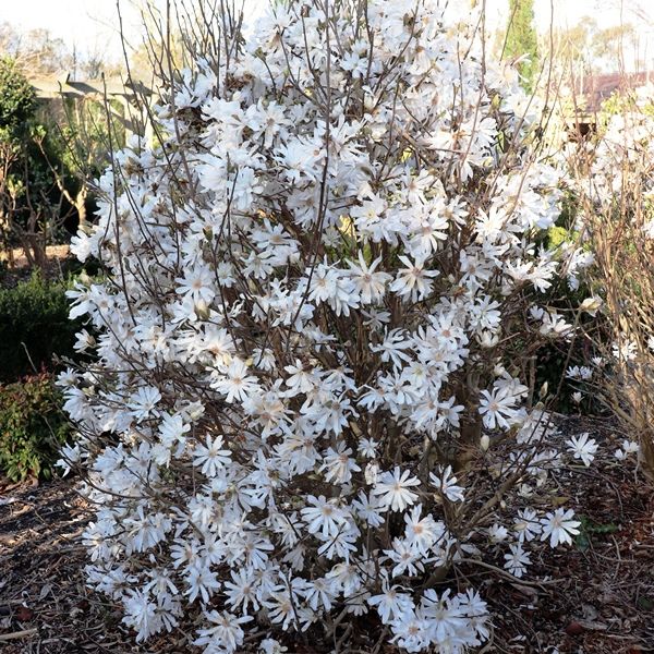 Magnolia stellata