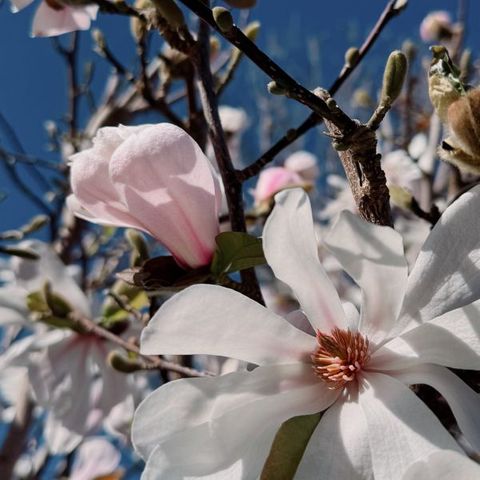 Magnolia stellata 'Rosea'