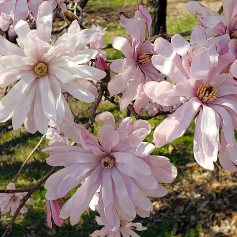 Magnolia stellata 'Rosea'