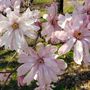 Magnolia stellata 'Rosea'