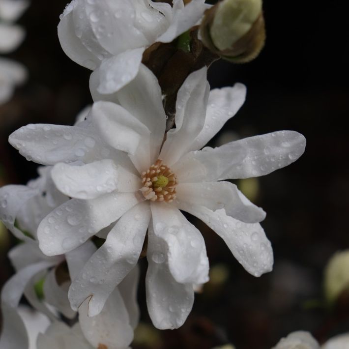 Magnolia stellata 'Rosea'