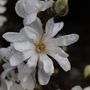 Magnolia stellata 'Rosea'