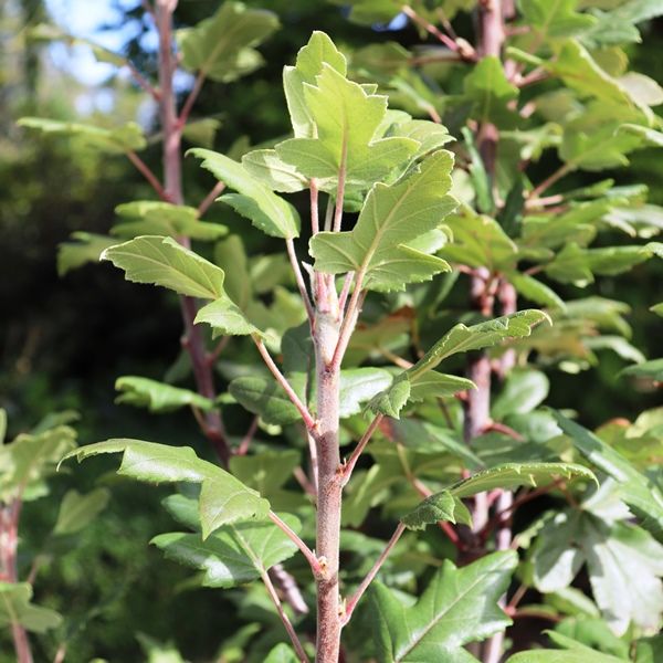 Malus trilobata