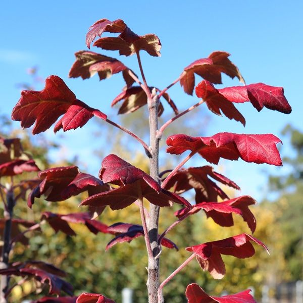 Malus trilobata