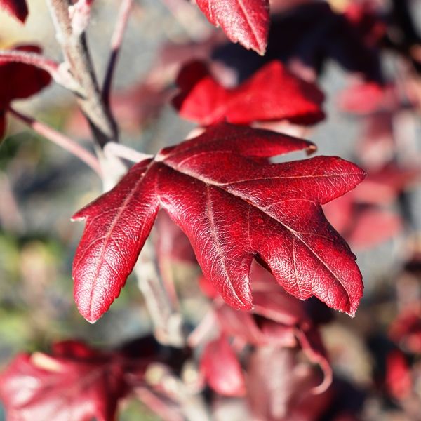 Malus trilobata