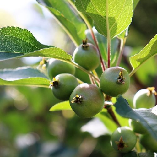 Malus x atrosanguinea 'Gorgeous'