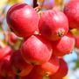 Malus x atrosanguinea 'Gorgeous'