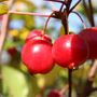 Malus x atrosanguinea 'Gorgeous'