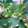 Malus x atrosanguinea 'Gorgeous'