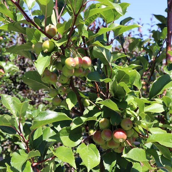 Malus x atrosanguinea 'Gorgeous'