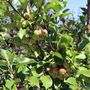 Malus x atrosanguinea 'Gorgeous'