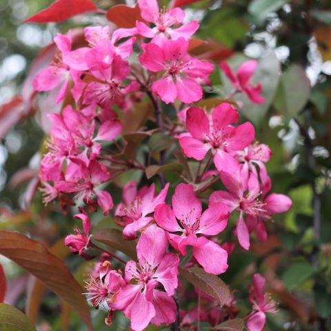 Malus x domestica 'Rejzam' Rejoice