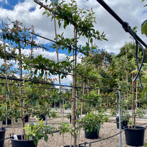 Malus domestica 'Gala' Espalier