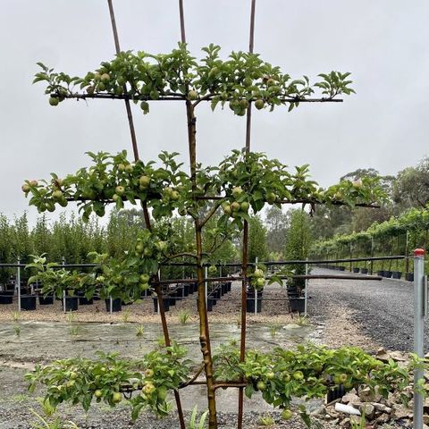 Malus domestica 'Pink Lady' Espalier