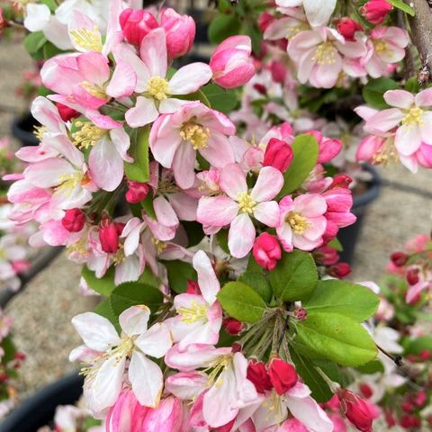 Malus floribunda on sale