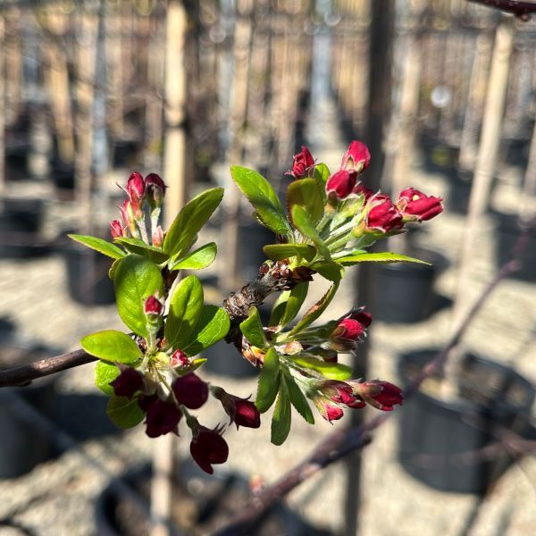 Malus floribunda