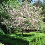 Malus ioensis 'Plena'